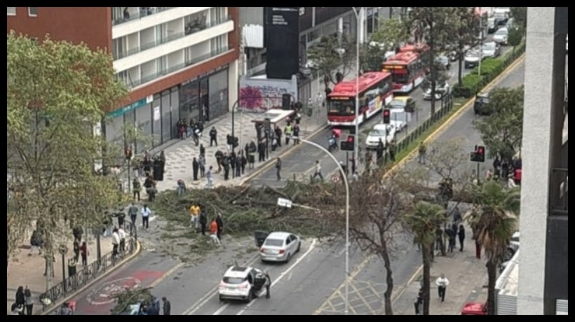 Ñuñoa: Árbol cae en Av. Irarrázaval y bloquea el tránsito vehicular en todas las pistas