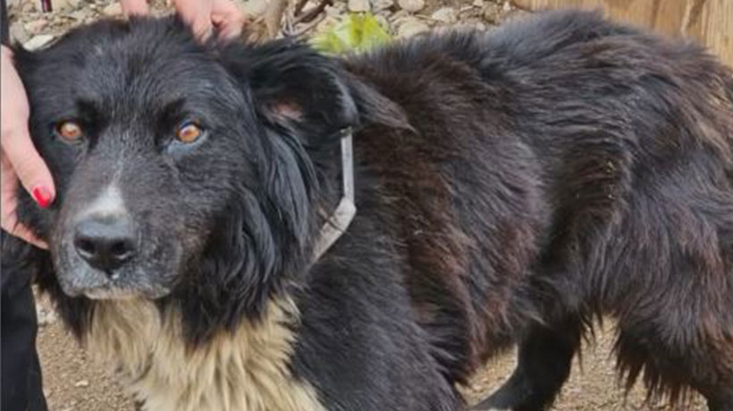 PDI rescató a perrito que se encontraba encadenado y con desnutrición severa en Quintero