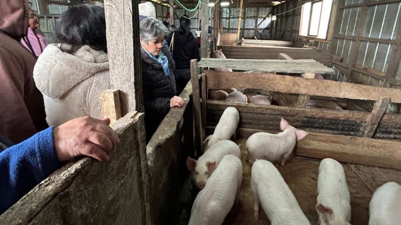 Capacitación en manejo de aves y cerdos para productores de Curaco de Vélez
