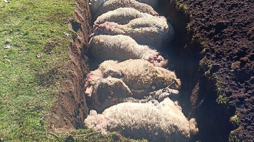 Ataque de perros en Puqueldón: 28 ovinos muertos y $3 millones en pérdidas