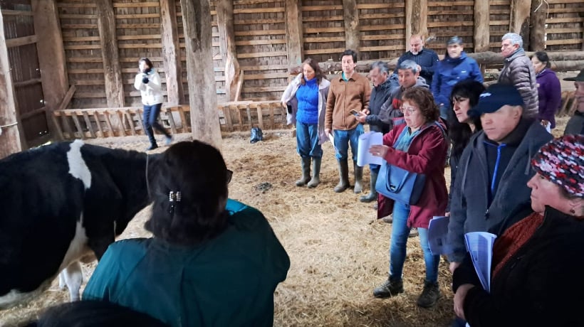 Equipo Prodesal de Ancud realizó jornada de capacitación para agricultores en manejo sanitario de bovinos Equipo Prodesal de Ancud realizó jornada de capacitación para agricultores en manejo sanitario de bovinos