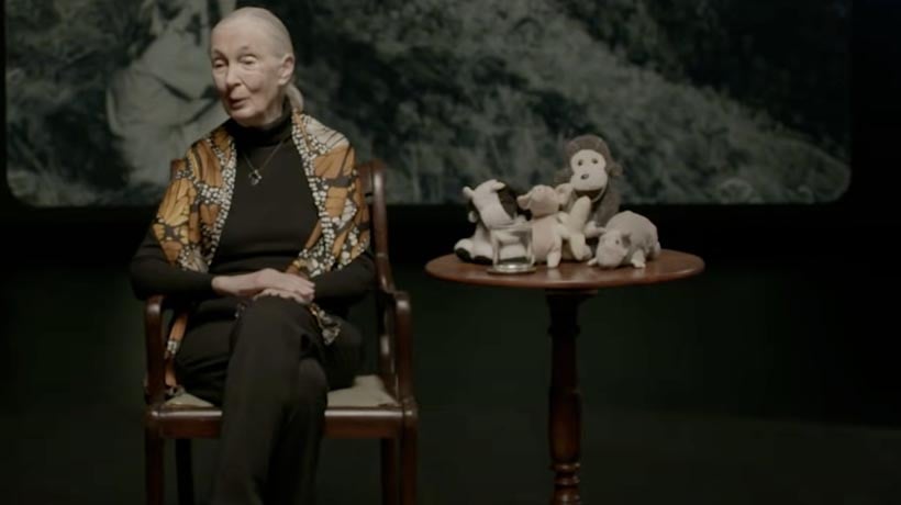 Muere a los 91 años la etóloga británica Jane Goodall, experta mundial en chimpancés