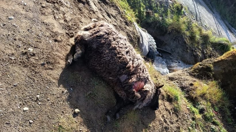 Agricultor de Maullín perdió 18 ovejas en feroz ataque de perros