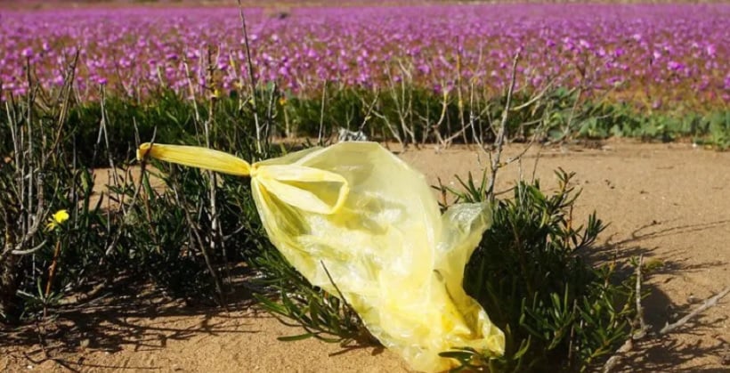 La basura empaña el Desierto Florido: denuncian focos en la Ruta 5 Norte de Atacama