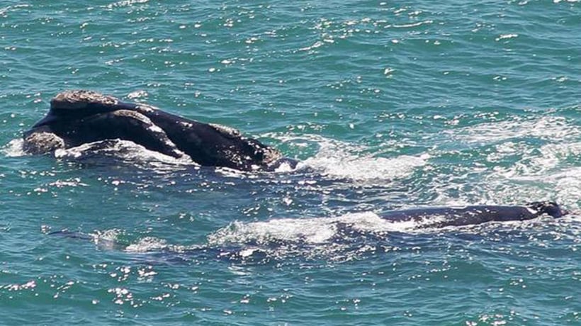 Madre ballena junto a su cría nacida causan sorpresa en Cartagena