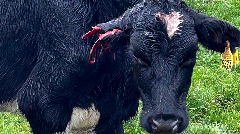 Agricultores de Osorno esperan cambios en la legislación mientras siguen ataques de perros