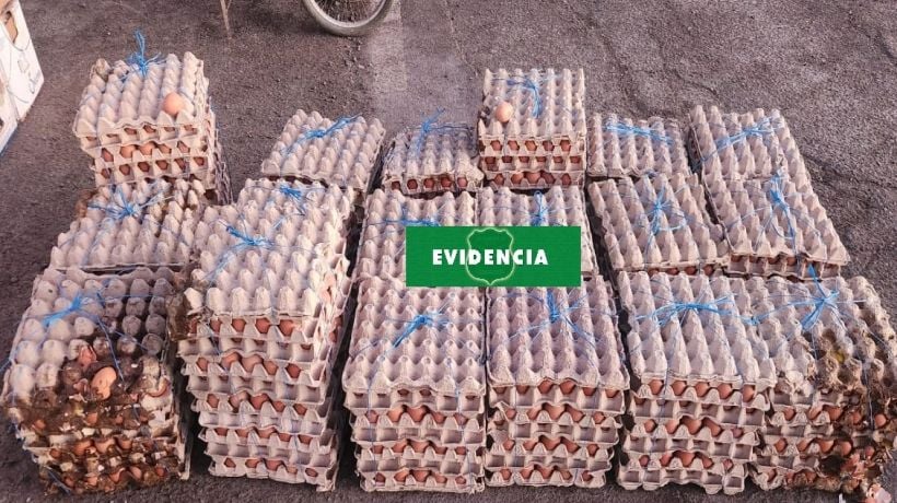 Mujer es detenida y decomisan más de 11 mil unidades de huevos de contrabando en Huara