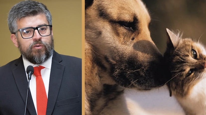 &quot;Seres sintientes&quot;: diputado Araya presenta proyecto de ley para proteger a los animales