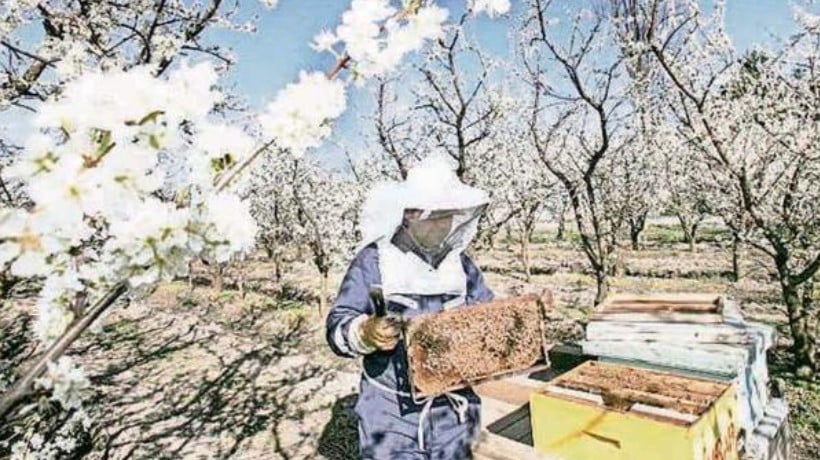 Dirección Meteorológica pronostica que la región de Ñuble tendrá primavera será más seca y cálida