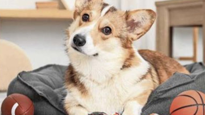 Los perros pueden volverse &quot;adictos&quot; a sus juguetes, al igual que los humanos