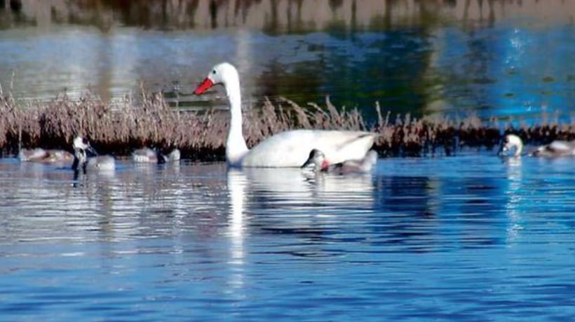 Nacen primeras crías de cisnes de la temporada en las lagunas Ojos de Mar