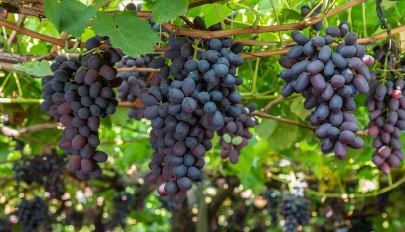Fallo estadounidense sobre uva de mesa chilena genera llamados a mantener la calma