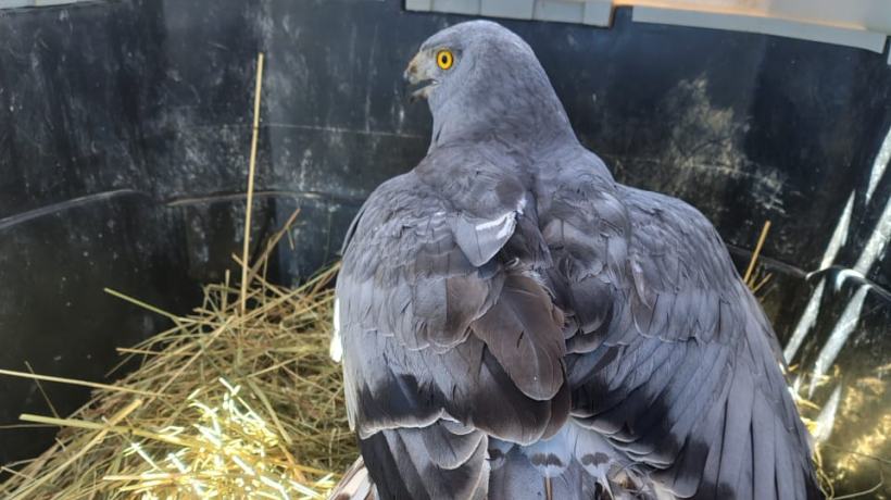 Ejemplar de Vari es devuelto a su hábitat natural en las cercanías de humedal de Talcahuano