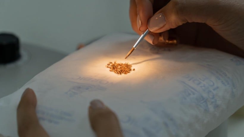 Investigación de la UA utilizará flora altiplánica para prevenir enfermedades como el Parkinson y el Alzheimer Investigación de la UA utilizará flora altiplánica para prevenir enfermedades como el Parkinson y el Alzheimer