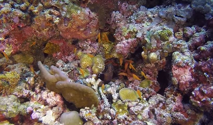 Arrecifes de coral podrían morir completamente en unos años Arrecifes de coral podrían morir completamente en unos años