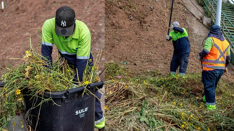 Para prevenir incendios: comenzó el retiro de maleza y basura en Concón Para prevenir incendios: comenzó el retiro de maleza y basura en Concón