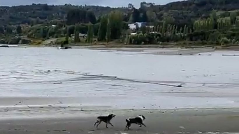 [VIDEO] Perros atacan a las aves del Santuario de la Naturaleza de Curaco de Vélez
