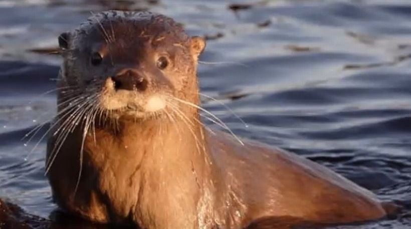 En Chepu llevan a cabo jornada informativa para la conservación del huillín En Chepu llevan a cabo jornada informativa para la conservación del huillín
