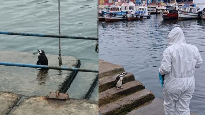 Pingüino herido alertó a la comunidad en Valparaíso: Sernapesca confirma que está fuera de riesgo Pingüino herido alertó a la comunidad en Valparaíso: Sernapesca confirma que está fuera de riesgo