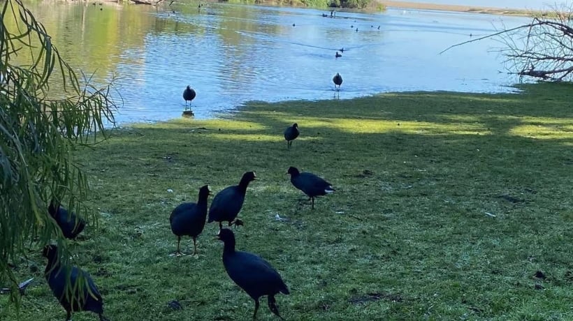 Papudo llama a turistas a cuidar los humedales y advierte multas por daños ambientales Papudo llama a turistas a cuidar los humedales y advierte multas por daños ambientales