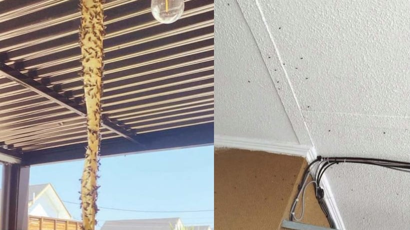 Hijuelas: plaga de moscas tiene a vecinos del sector Tres Esquinas aproblemados