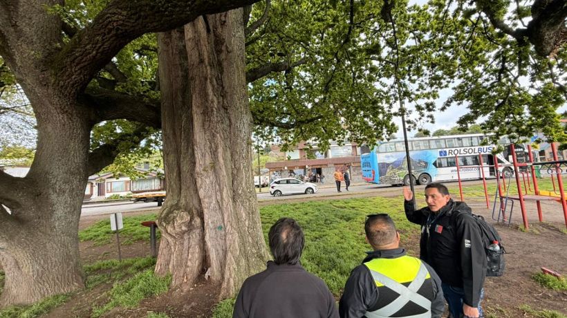 [FOTOS] Encuestan a vecinos de Frutillar por presencia de murciélagos con rabia en balneario
