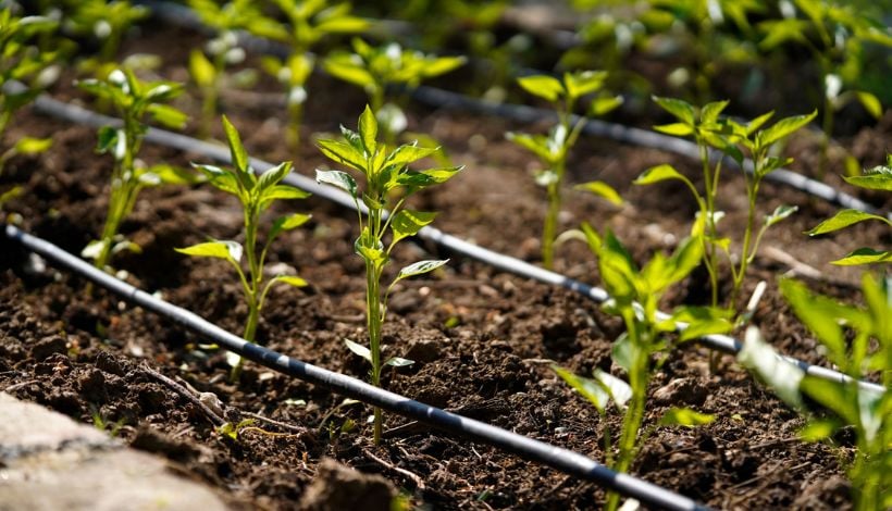 Programa impulsa capacitación en riego eficiente para agricultores de la Región de Valparaíso Programa impulsa capacitación en riego eficiente para agricultores de la Región de Valparaíso