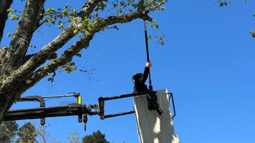 Concepción busca identificar y georreferenciar los árboles de la comuna para evaluar su estado sanitario Concepción busca identificar y georreferenciar los árboles de la comuna para evaluar su estado sanitario