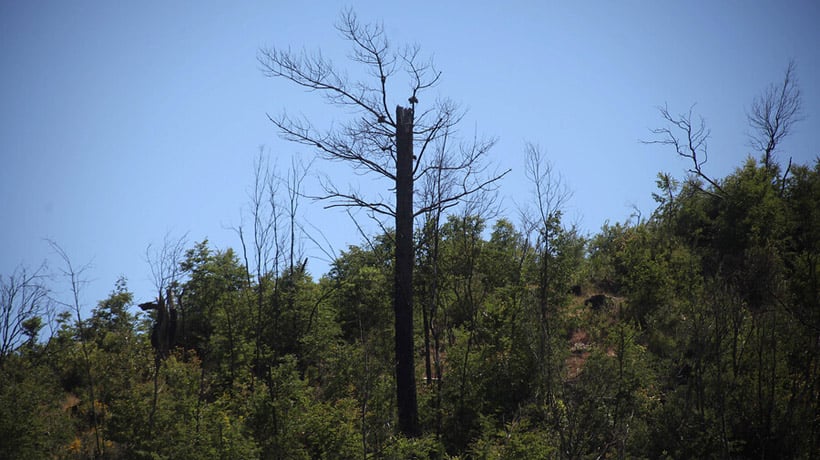 Mapa revela crecimiento del bosque nativo en Chile Mapa revela crecimiento del bosque nativo en Chile