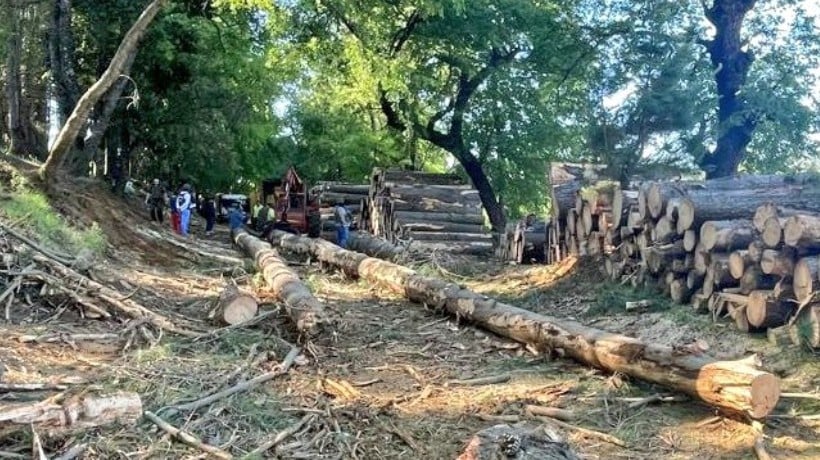 Detienen a 8 sujetos por sustracción de madera en San Fabián de Alico