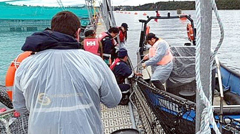 Sólo el 6,3% de los salmones escapados en Calbuco ha logrado ser recapturado Sólo el 6,3% de los salmones escapados en Calbuco ha logrado ser recapturado
