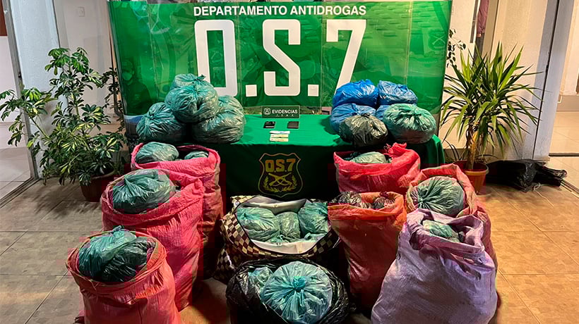 Decomisan cerca de 150 kilos de marihuana en la Región de Valparaíso Decomisan cerca de 150 kilos de marihuana en la Región de Valparaíso