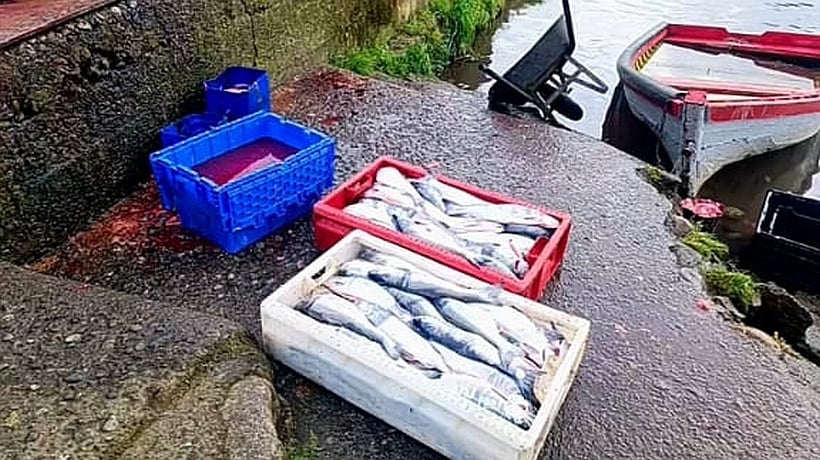 Policía Marítima desbarató faena ilegal de recursos hidrobiológicos en Llanquihue Policía Marítima desbarató faena ilegal de recursos hidrobiológicos en Llanquihue