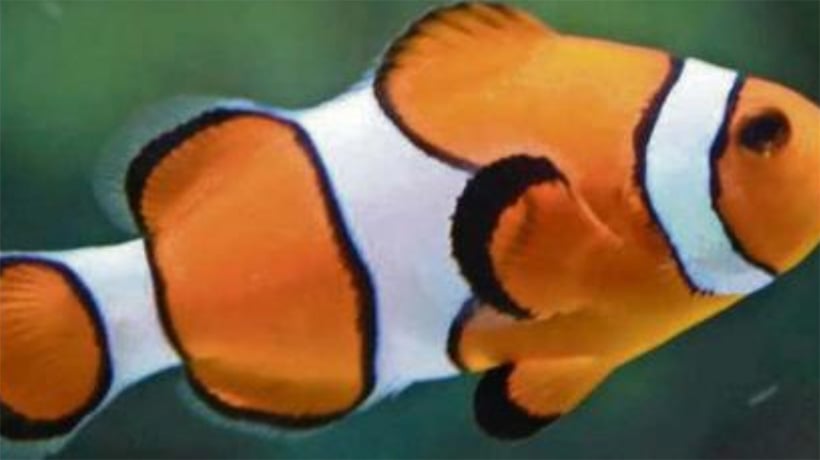 Niños creen que los peces son los más felices en el zoológico Niños creen que los peces son los más felices en el zoológico