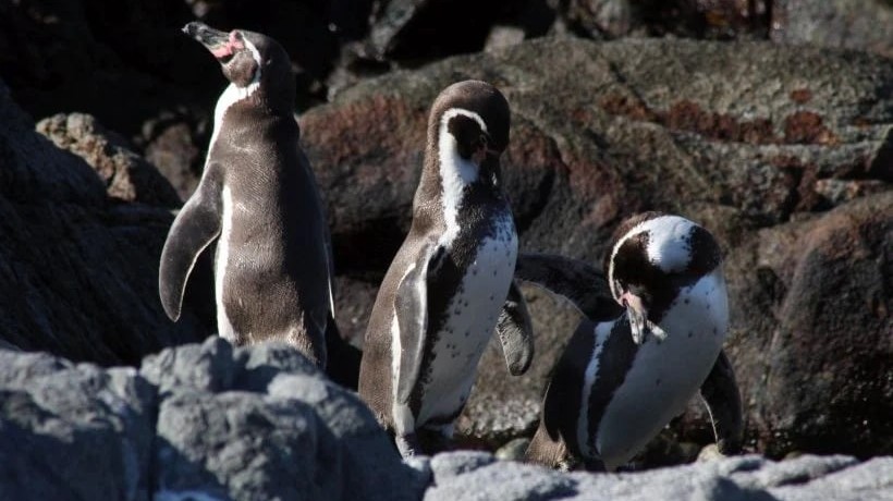 Pingüino de Humboldt pasa a “en peligro”: especie icónica que habita en la Región de Antofagasta enfrenta drástica disminución Pingüino de Humboldt pasa a “en peligro”: especie icónica que habita en la Región de Antofagasta enfrenta drástica disminución