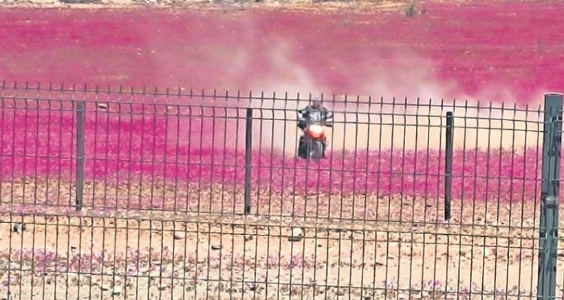 Motociclista dañó flores: diputado Santana presenta proyecto para proteger Desierto Florido en Atacama Motociclista dañó flores: diputado Santana presenta proyecto para proteger Desierto Florido en Atacama