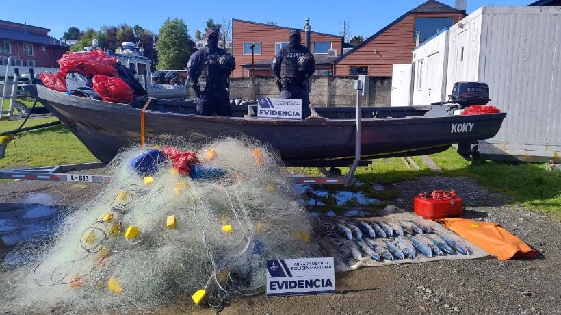 Detectan más de 25 kilos de salmón extraído ilegalmente en el Lago Llanquihue Detectan más de 25 kilos de salmón extraído ilegalmente en el Lago Llanquihue