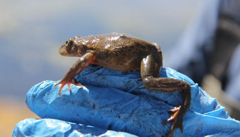 Minería chilena avanza hacia un modelo sostenible con proyectos que protegen la biodiversidad Minería chilena avanza hacia un modelo sostenible con proyectos que protegen la biodiversidad