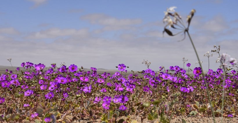Desierto Florido en su peak y podrá apreciarse hasta noviembre según la Conaf Desierto Florido en su peak y podrá apreciarse hasta noviembre según la Conaf