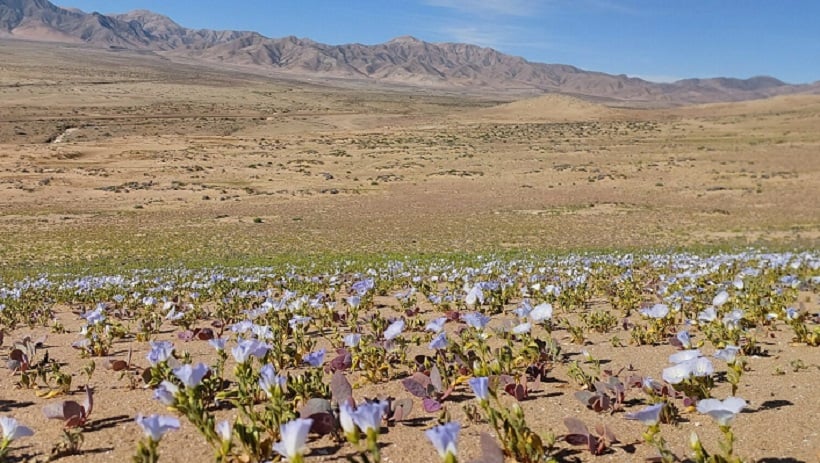 Sociedades mineras se hacen parte de reclamación de Sonami por Parque Nacional Desierto Florido en Atacama Sociedades mineras se hacen parte de reclamación de Sonami por Parque Nacional Desierto Florido en Atacama
