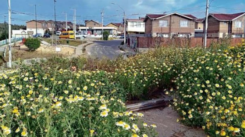 Vecinos de la Villa El Trigal denuncian foco de inseguridad en terreno abandonado