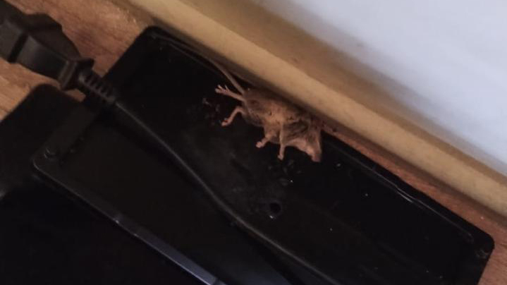 Prohíben funcionamiento de jardín infantil en Osorno por presencia de ratones Prohíben funcionamiento de jardín infantil en Osorno por presencia de ratones