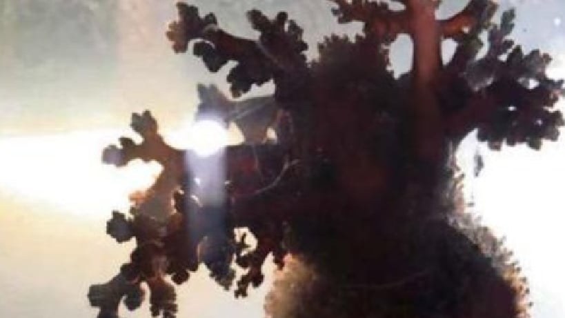 Las vísceras del pepino de mar ayudarían a tratar el cáncer Las vísceras del pepino de mar ayudarían a tratar el cáncer