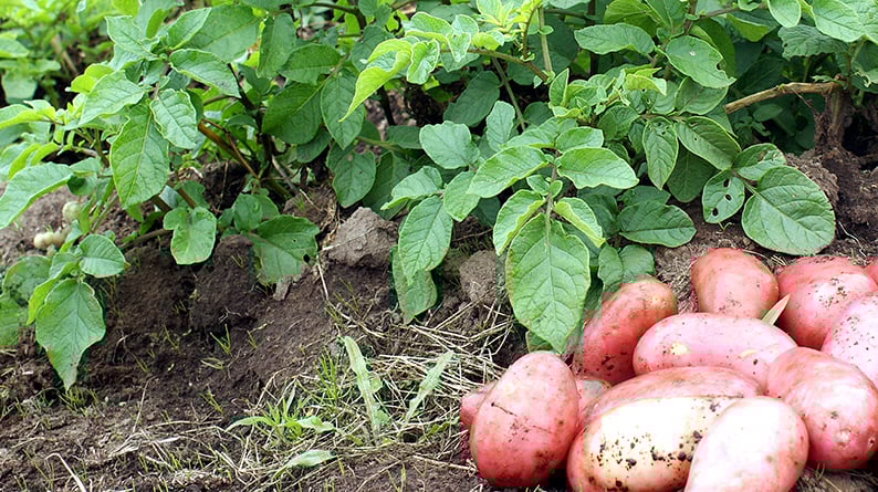 Servicio Agrícola y Ganadero llama a registrar siembras de papas en la Región Los Lagos Servicio Agrícola y Ganadero llama a registrar siembras de papas en la Región Los Lagos