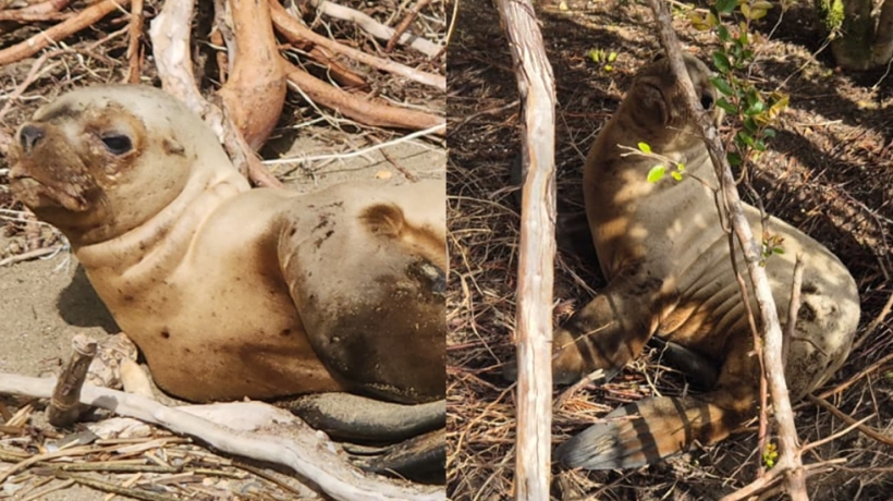 En Puerto Montt se recuperan crías de lobo marino agredidas en Aysén En Puerto Montt se recuperan crías de lobo marino agredidas en Aysén