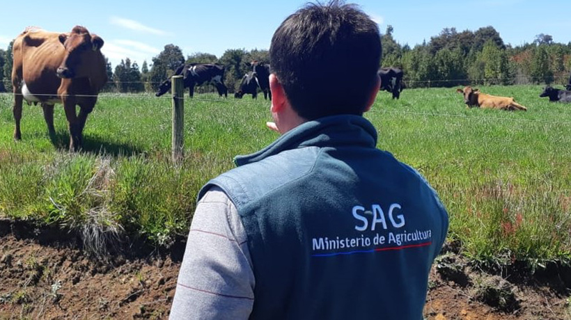 Los Lagos: plantas faenadoras funcionan al 20% por paralización del SAG Los Lagos: plantas faenadoras funcionan al 20% por paralización del SAG