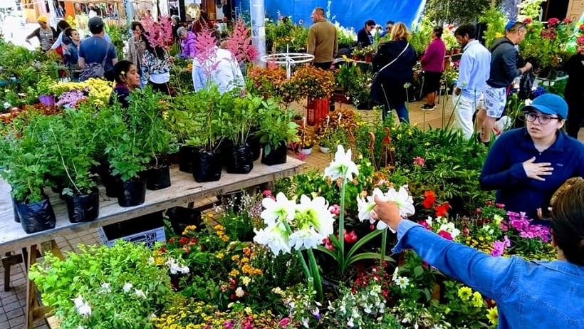 Hasta este sábado se desarrolla la Explo Flores y Paisajismo en Villarrica Hasta este sábado se desarrolla la Explo Flores y Paisajismo en Villarrica