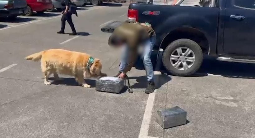 Temuco: prisión preventiva para dos detenidos por retirar encomienda que contenía 3 kilos de marihuana Temuco: prisión preventiva para dos detenidos por retirar encomienda que contenía 3 kilos de marihuana