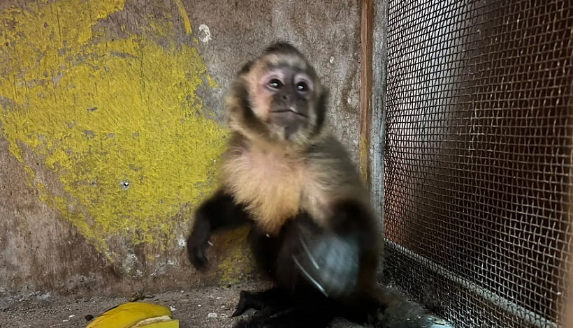 Tenía mono capuchino en su casa: sujeto fue detenido por tenencia irregular de animal exótico en Antofagasta Tenía mono capuchino en su casa: sujeto fue detenido por tenencia irregular de animal exótico en Antofagasta