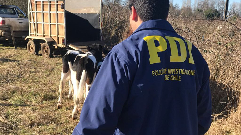 Río Negro: cuatreros faenan dos vaquillas preñadas en un predio del sector Chan-Chan